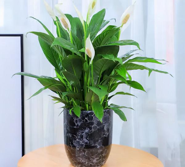 5種純潔的白色花卉,看一眼就想養一盆 5種純潔的白色花卉,看一眼就想養一盆