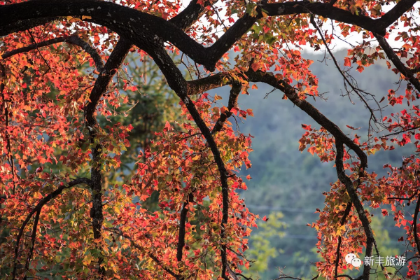楓林似火、紅葉如霞，是新豐邀你來賞楓的專屬訊號
