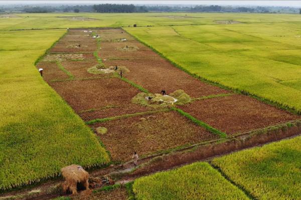 中國專家種植非洲荒地,一公頃收穫9噸大米,英媒:中國人真厲害 中國專家種植非洲荒地,一公頃收穫9噸大米,英媒:中國人真厲害