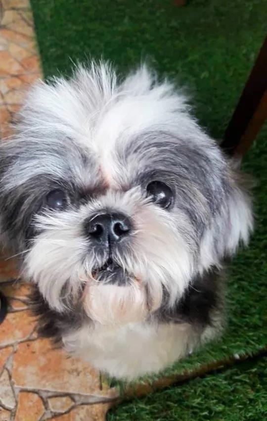 流浪狗被嫌棄是“爛樹根”，被醫生救下治好後：真是個小天使呀