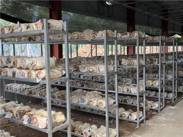 農村院落的別空著，來做這幾個專案吧，收益很不錯