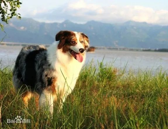 最漂亮的狗-澳大利亞牧羊犬 最漂亮的狗-澳大利亞牧羊犬