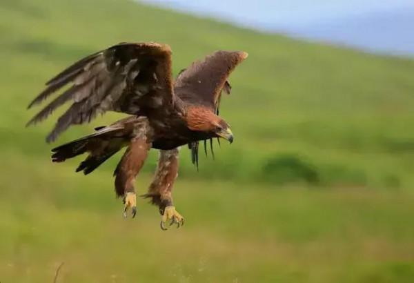 世界上常見的幾種雕