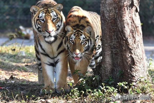 福虎開心驛站「 i 老虎 you」