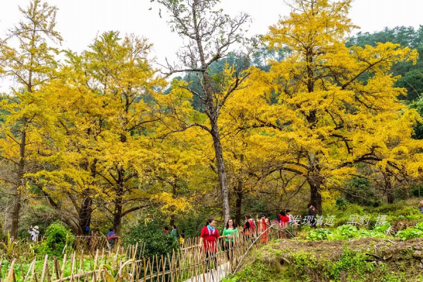 這裡才是銀杏的海洋，2021年廣西銀杏觀賞全攻略