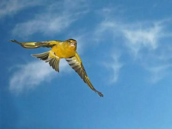 分享圖片&mdash;&mdash;美麗的金絲雀集錦