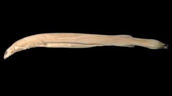 它體長僅僅10毫米,卻躋身亞馬遜頂級殺手的行列,靠的是什麼? 它體長僅僅10毫米,卻躋身亞馬遜頂級殺手的行列,靠的是什麼?