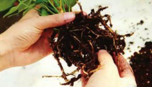 紅掌水培總是爛根嗎？這樣做告別爛根