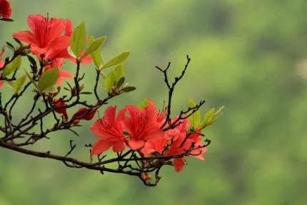 分享——杜鵑花