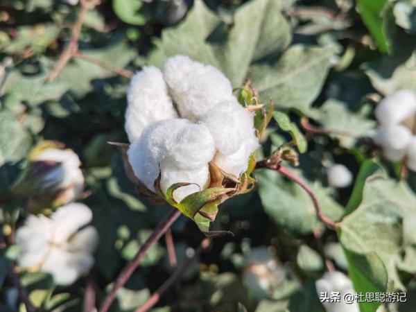 漢EV自駕新疆，離開新疆之前的兩個願望就是看棉花和吃羊肉串