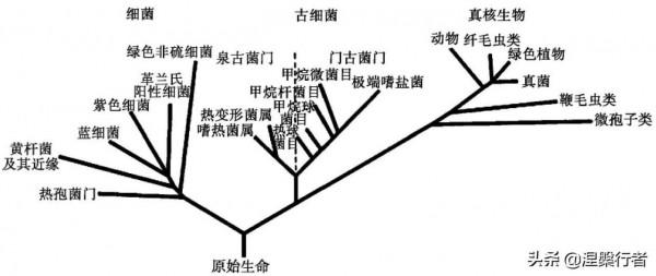 最懷才不遇的生物物理學家,發現全新生命種類,創立另類生命之樹 最懷才不遇的生物物理學家,發現全新生命種類,創立另類生命之樹
