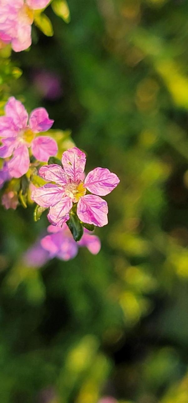 三星note20u拍微距也不錯 三星note20u拍微距也不錯