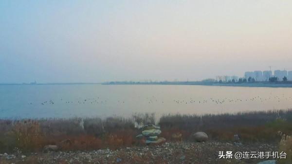 近千隻小野鴨扮靚琴島天籟片區內海