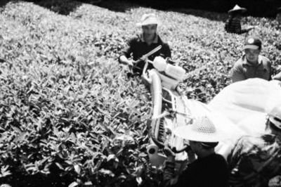 200萬噸庫存茶根本喝不完！誰能引領中國茶葉第三次產業革命？