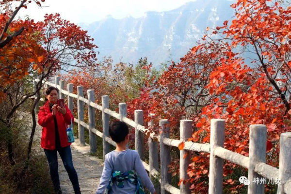 太行紅葉別樣紅