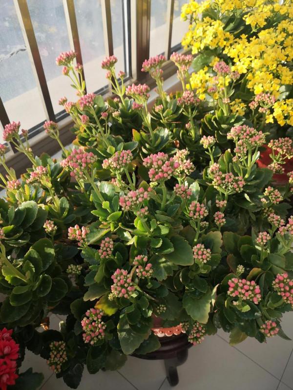 我養過的暴盆品種