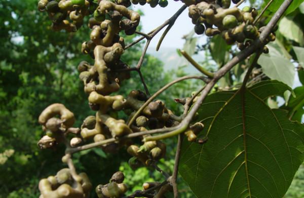 拐棗:骨骼驚奇似雞爪,拐來拐去沒個“棗樣”,但價值卻不低 拐棗:骨骼驚奇似雞爪,拐來拐去沒個“棗樣”,但價值卻不低