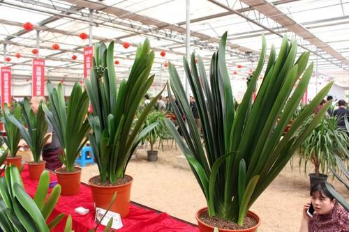 養好君子蘭要先養好根，四種東西養根又護根，是多年經驗的積累