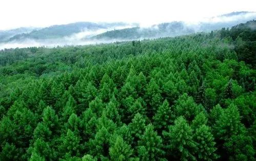 洮河、白龍江林區史話（十八）：唐宋時期，洮河、白龍江森林變遷