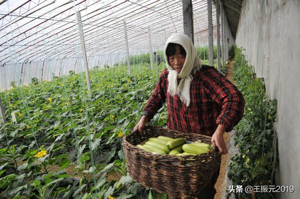 市場上蒜黃7元一斤,成本高,風險大,冷庫土豆漲錢有希望嘍 市場上蒜黃7元一斤,成本高,風險大,冷庫土豆漲錢有希望嘍