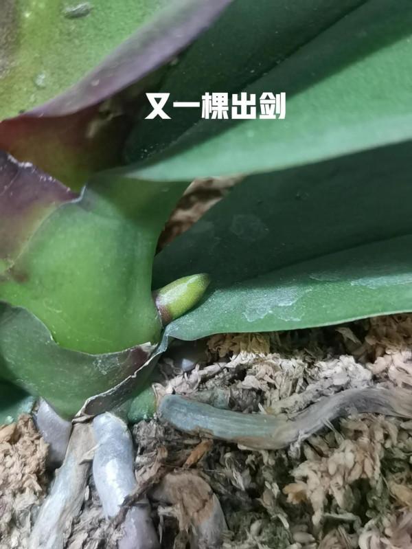 四顆出花劍了 四顆出花劍了