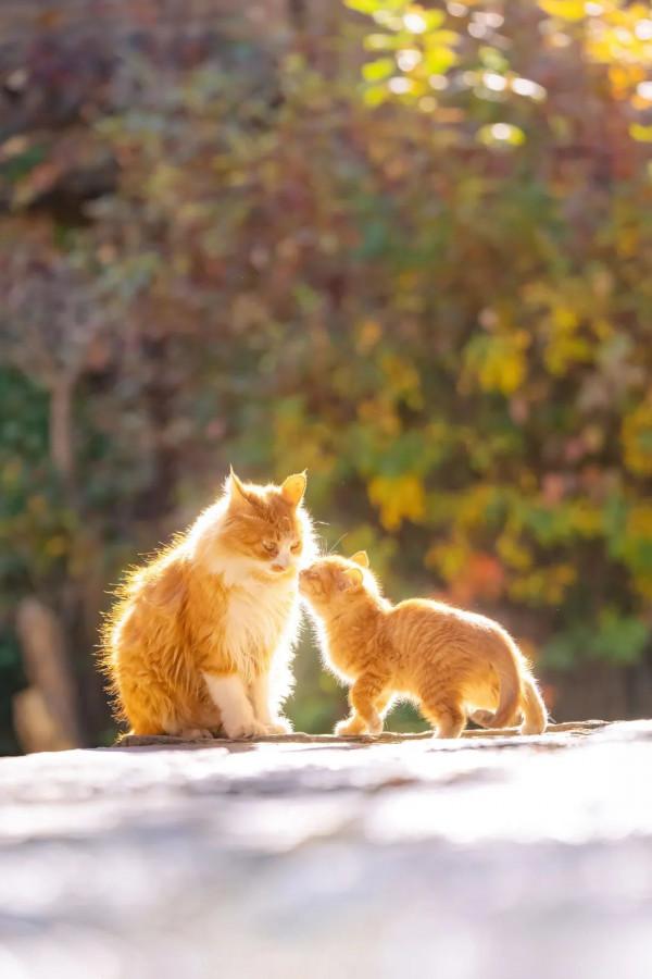 古北水鎮十月金秋裡,每一隻橘貓都那麼好看 古北水鎮十月金秋裡,每一隻橘貓都那麼好看