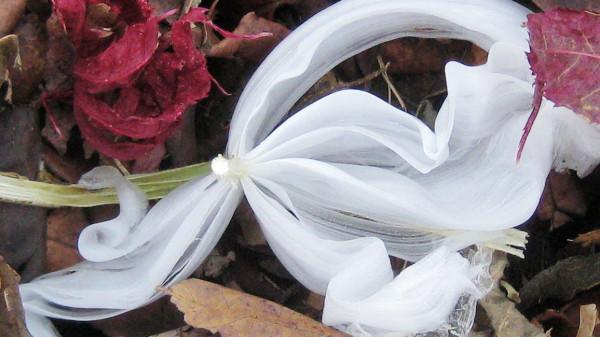 山西發現罕見“冰蝴蝶”，央視曾多次報道，究竟是什麼？