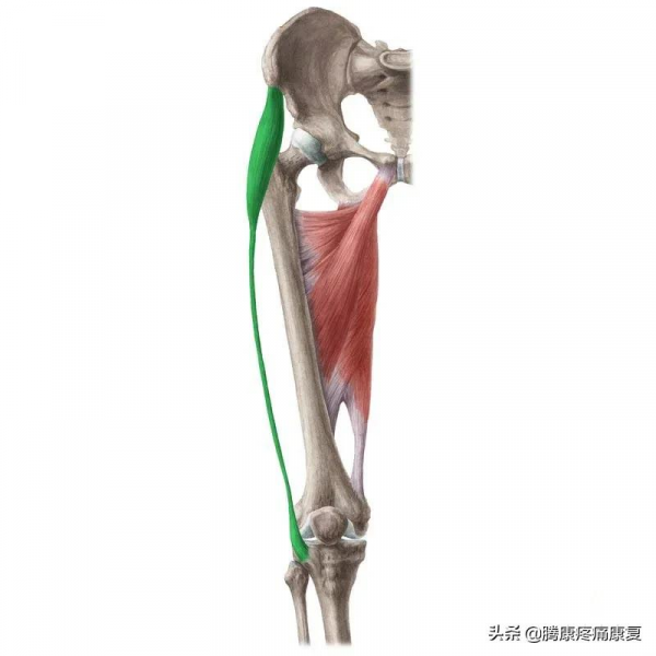 髖關節屈肌的伸展運動