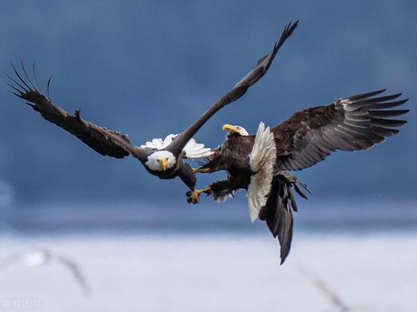 鳥類的超能家族