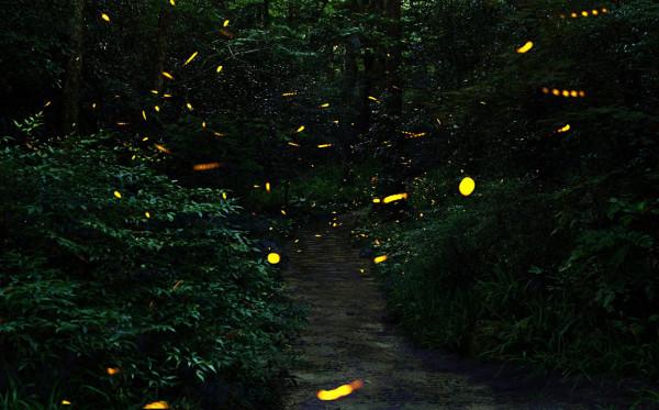 《紅樓夢》：“暖香塢雅制春燈謎”眾人所制的燈謎詳解