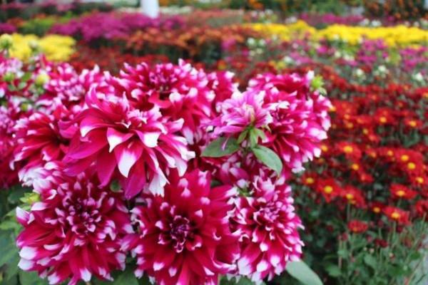 看上去&OpenCurlyDoubleQuote;高大上&rdquo;，實際很&OpenCurlyDoubleQuote;雞肋&rdquo;的4種花，已被列入&OpenCurlyDoubleQuote;黑名單&rdquo;