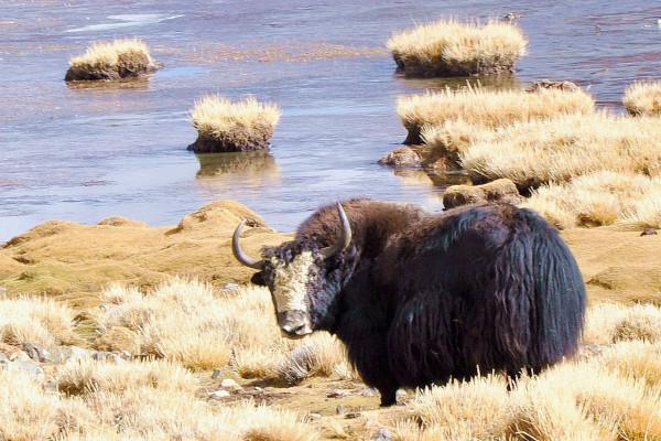 藏西秘境雪域之巔上的“魔眼”達格架間隙噴泉