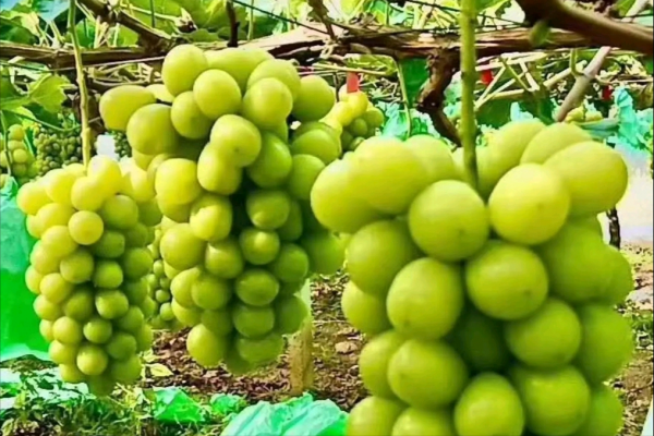 陽光玫瑰葡萄價格墜機,巨峰葡萄變“巨坑葡萄”,葡萄怎麼了? 陽光玫瑰葡萄價格墜機,巨峰葡萄變“巨坑葡萄”,葡萄怎麼了?