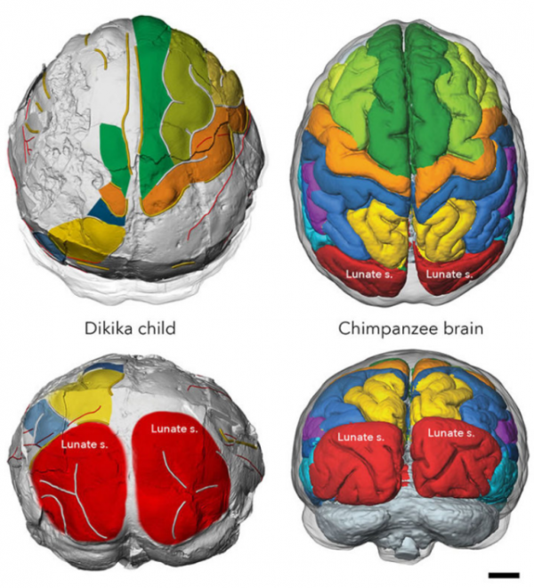 硬核科普:為什麼只有人類進化出高度發達的大腦? 硬核科普:為什麼只有人類進化出高度發達的大腦?