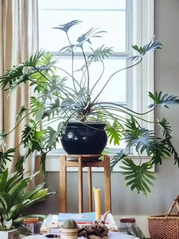 封閉陽臺也爆花!4個優秀案例,面積2.4m²-9m²,總有一個給你靈感 封閉陽臺也爆花!4個優秀案例,面積2.4m²-9m²,總有一個給你靈感