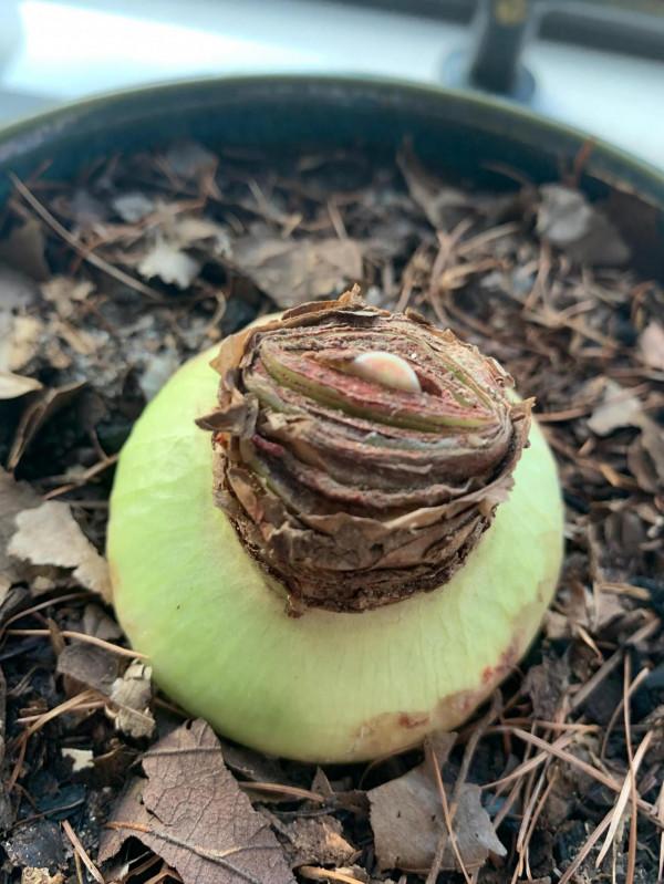 朱頂紅種下第6天 朱頂紅種下第6天