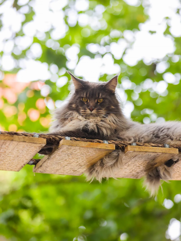 毛森森小朋友的職業規劃 毛森森小朋友的職業規劃