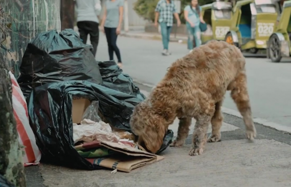 這幾種狗，如果被拋棄，等待它們的只有死亡