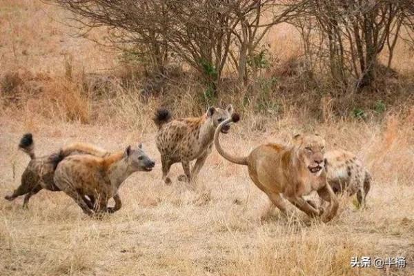 為什麼有人說只有餓死的獅子，而沒有餓死的老虎？