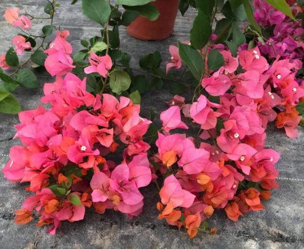 品種大全丨奼紫嫣紅的三角梅,驚豔你的可不是它的花…附品種介紹 品種大全丨奼紫嫣紅的三角梅,驚豔你的可不是它的花…附品種介紹