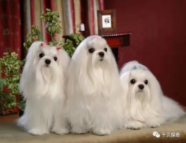 萌寵大比拼！狗狗：誰還不是個小可愛呢？萌化了