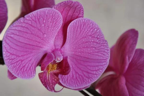 漂亮的蝴蝶蘭大全，顏色各異、姿態萬千