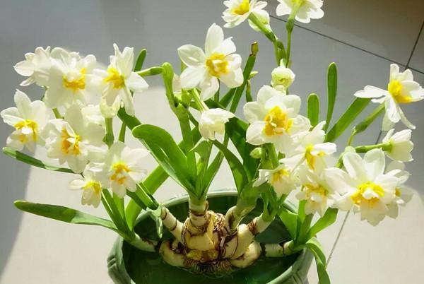 家庭養花需“謹慎”,這4種花“有毒液”,哪怕再好看,也別養 家庭養花需“謹慎”,這4種花“有毒液”,哪怕再好看,也別養