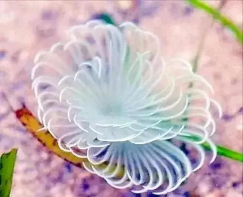 分享圖片&mdash;&mdash;海洋之花