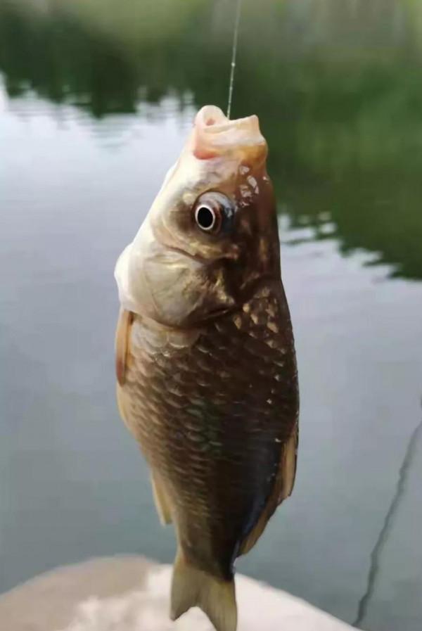 冬釣不偷懶，上魚才能多，揭穿釣魚大爺冬季釣魚多的秘密