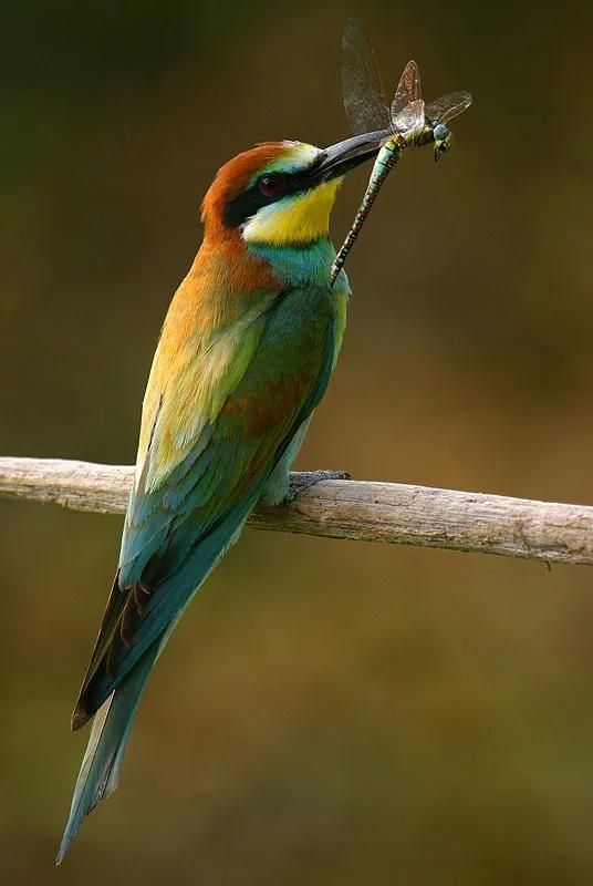 100幅美麗的鳥圖欣賞