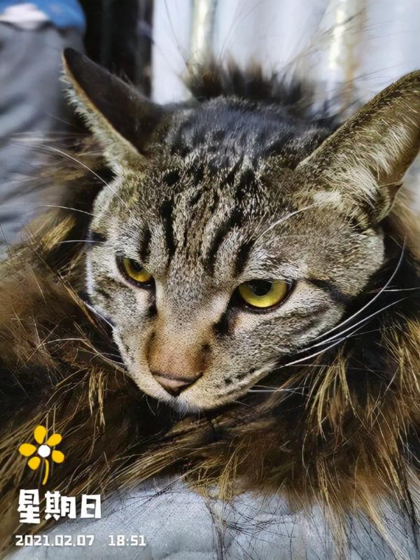 如果你想訓練你的貓,請記住以下幾點 如果你想訓練你的貓,請記住以下幾點