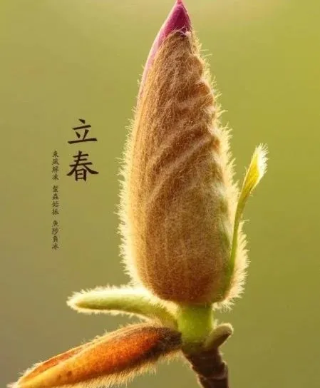 明日立春，記得吃“三素菜，三白菜，一禁忌”應季而食，平安過春