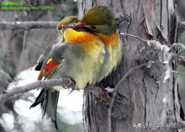 分享——比翼鳥