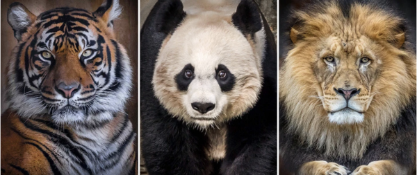 獅子和老虎為什麼不吃大熊貓？是因為打不過嗎？